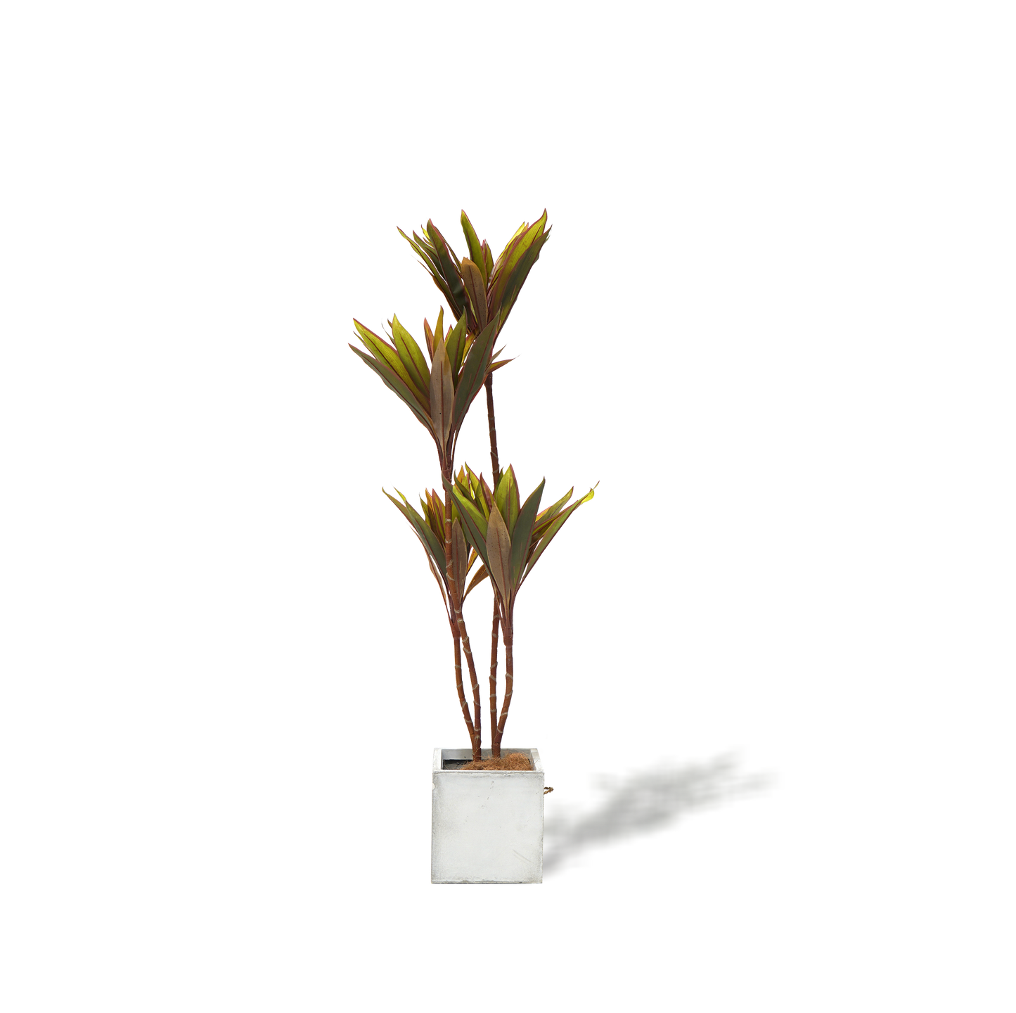 UN-REAL Cordyline fruticosa Tree