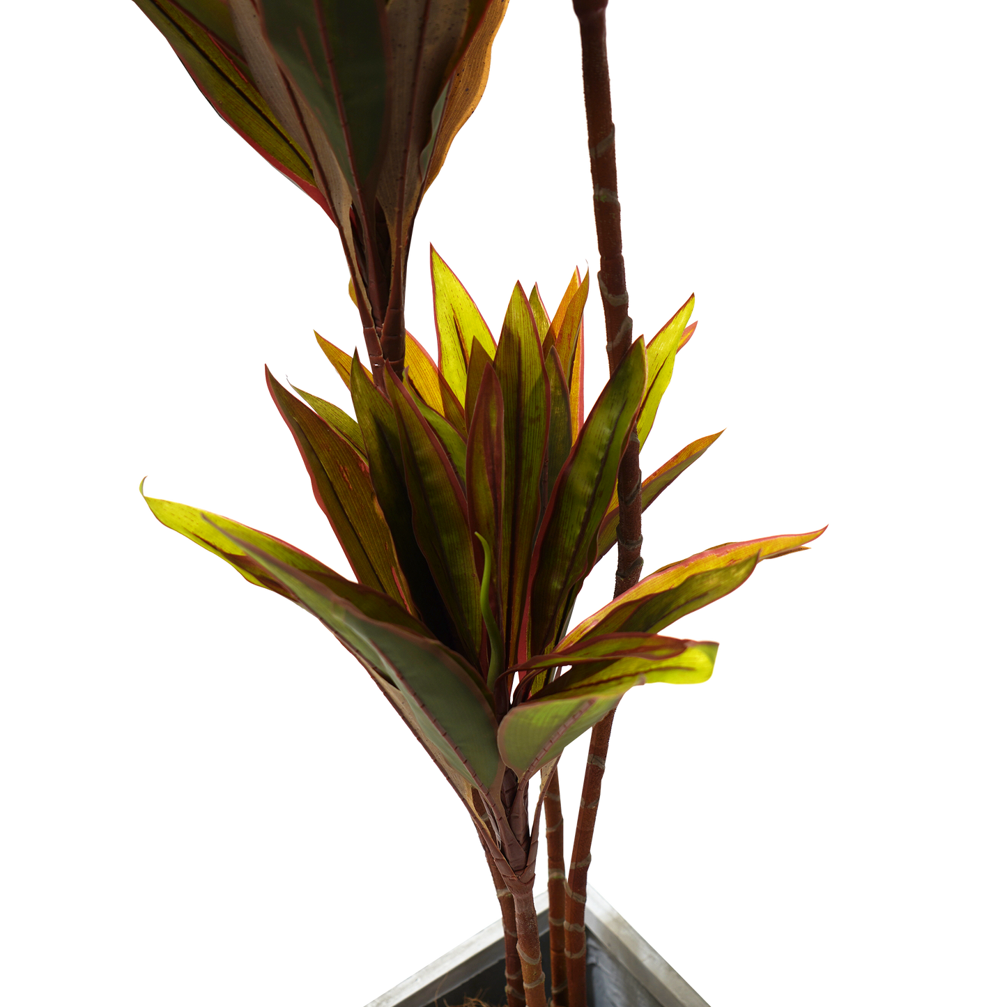 UN-REAL Cordyline fruticosa Tree